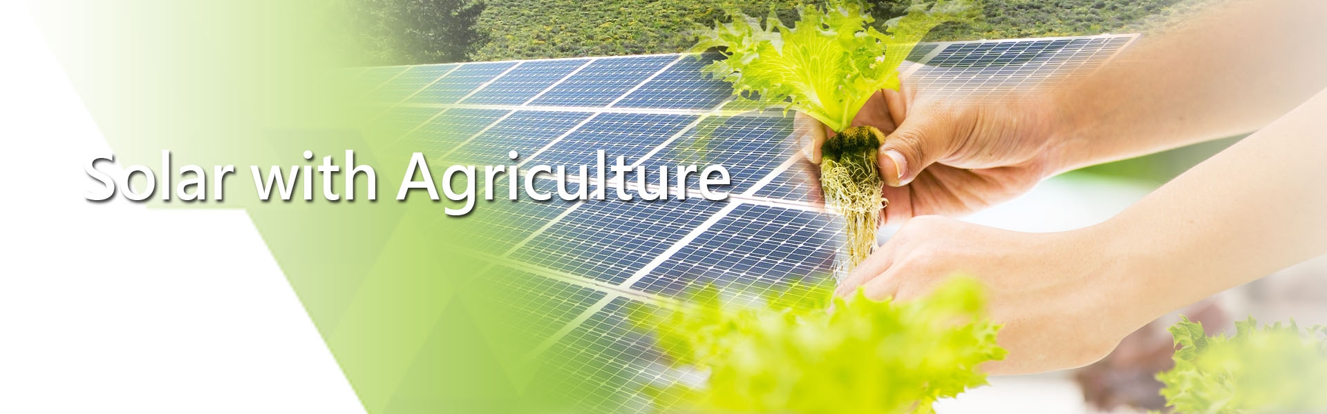 Solar with Agriculture